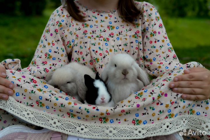 Ручные кролики