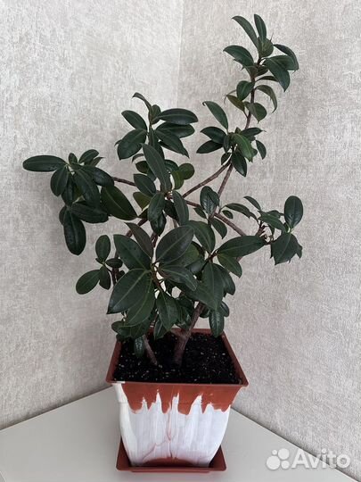 Фикус мелани большой