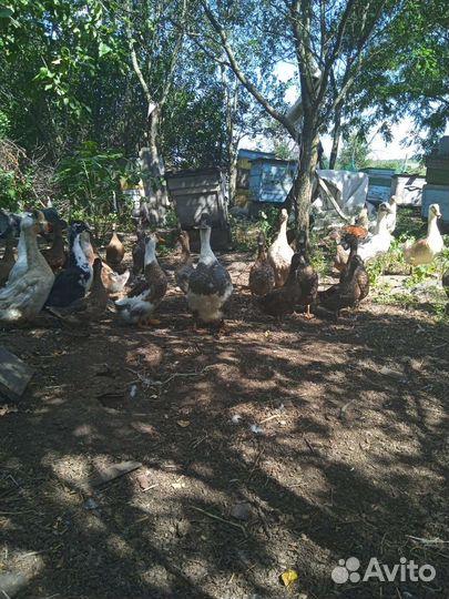 Утки, Гуси, Голуби,Куры