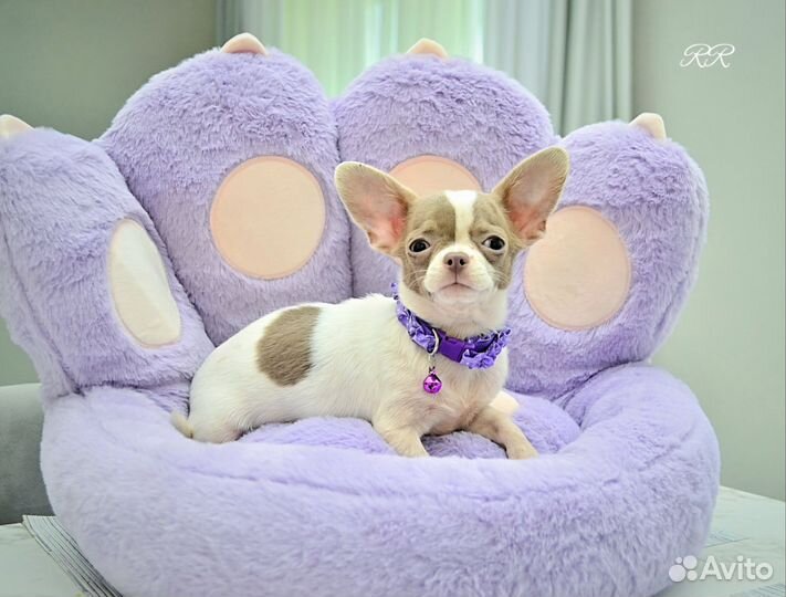 Чихуахуа Мини мальчик редкого лилового окраса