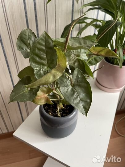 Сингониум Сортовой