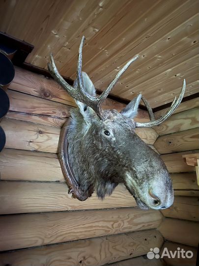 Чучело головы лося
