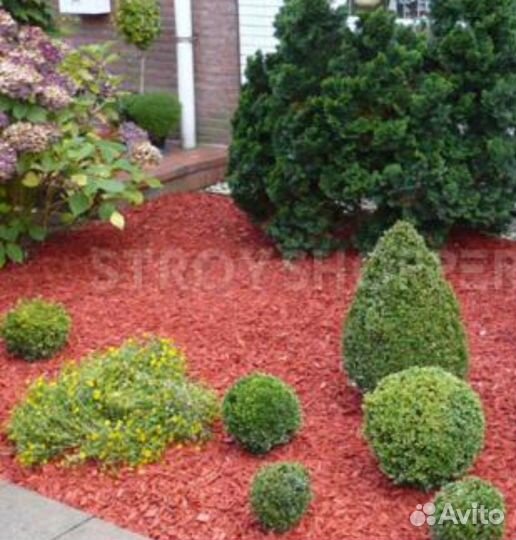 Щепа крашеная