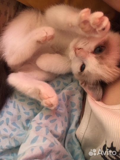 Котенок