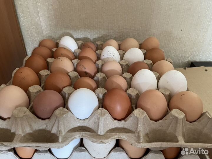 Домашние куриные яйца