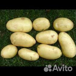 Продам картофель