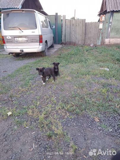 Собака в добрые руки щенок