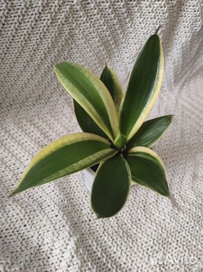 Сансевиерия Муншайн,крео Ханни