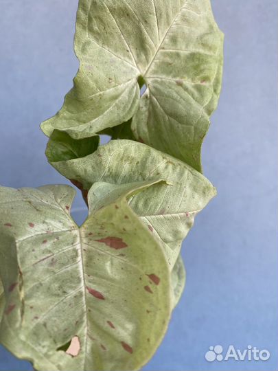 Сингониум конфетти милк