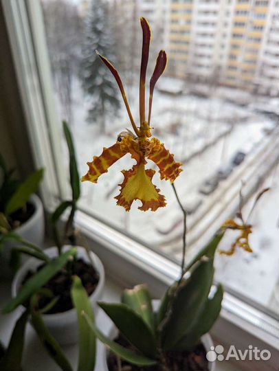 Орхидея Psychopsis Mariposa