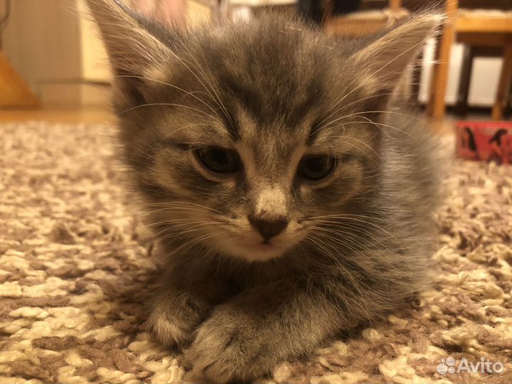 Котята в добрые руки даром