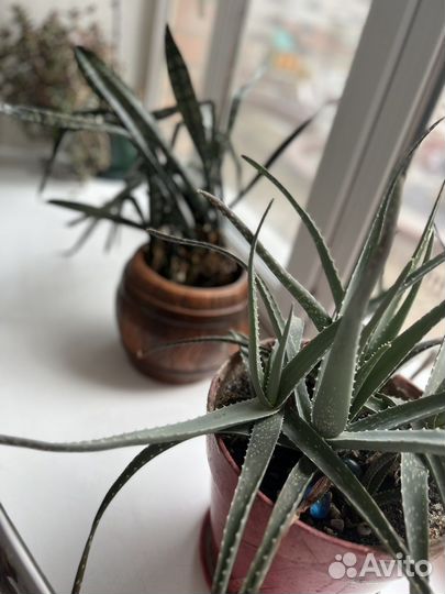 Алоэ, денежное дерево и щучий хвост