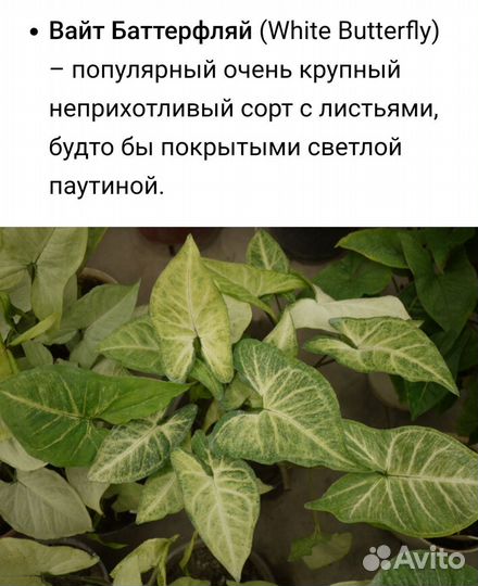 Сингониум батерфляй
