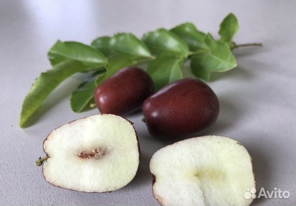 Саженцы унаби. Привиты на холодостойких подвоях