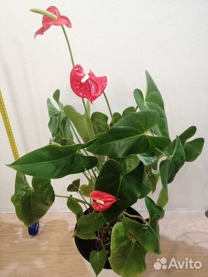 Антуриум крупный