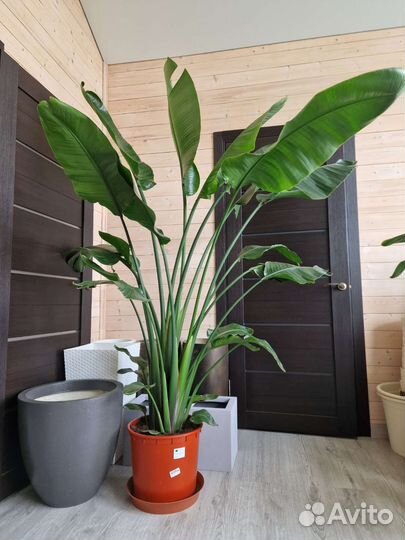 Стрелиция Николая высокая красивая