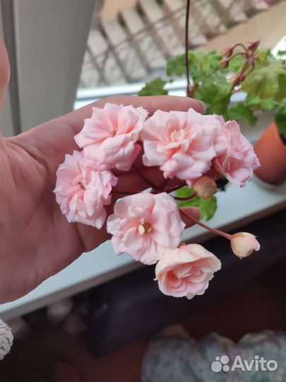 Пеларгония леона галактика