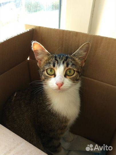 Спасите кошку