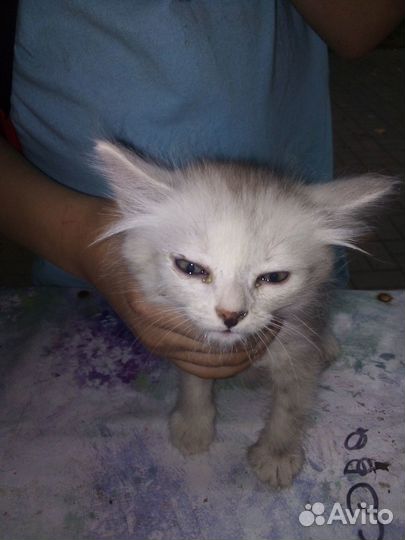 Котята в добрые руки бесплатно