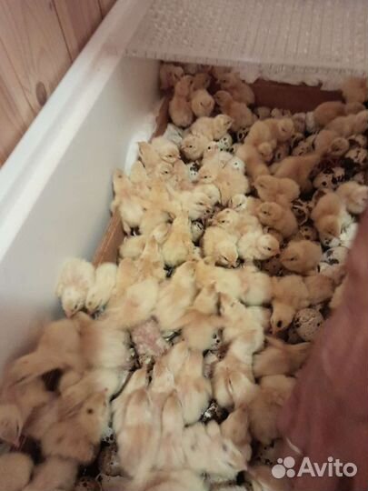 Перепела суточные