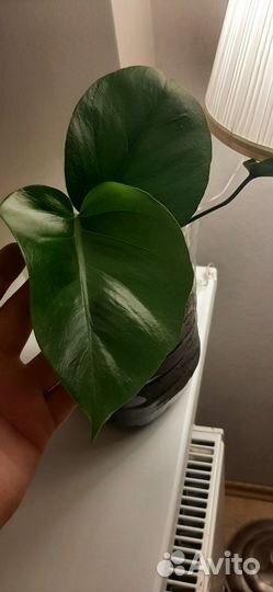 Монстера вариегатная alba
