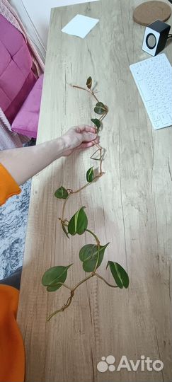 Сциндапсусы и филодендрон