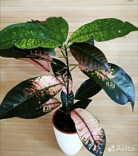 Кротон мисс айстон