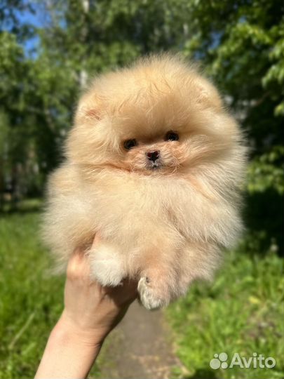 Померанский шпиц миниатюра