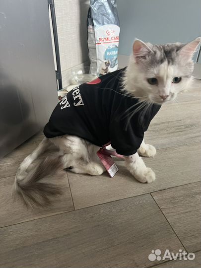 Крупный кот