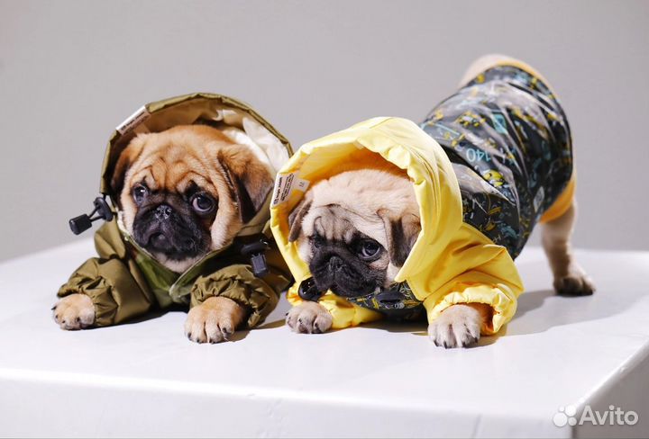 Одежда для собак
