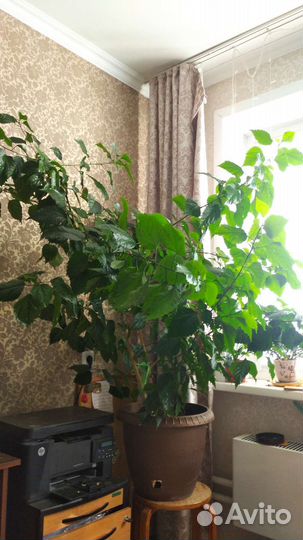 Гибискус китайская роза