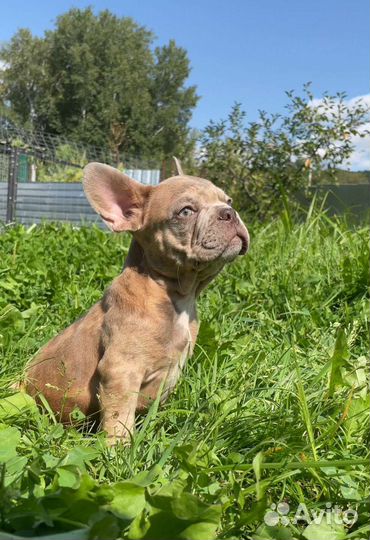 Щенки Французского бульдога
