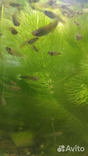 Аквариумные рыбки отдам бесплатно