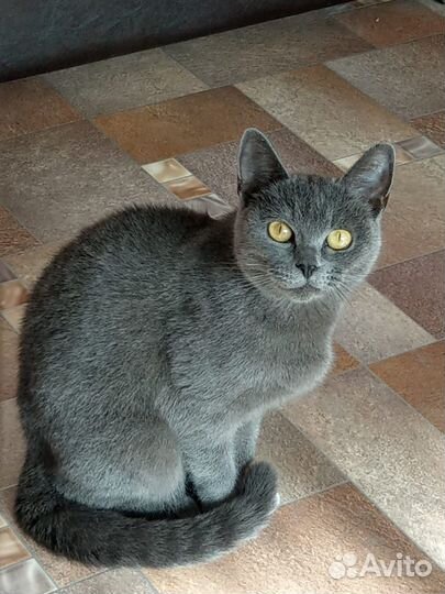 Кошка в дар