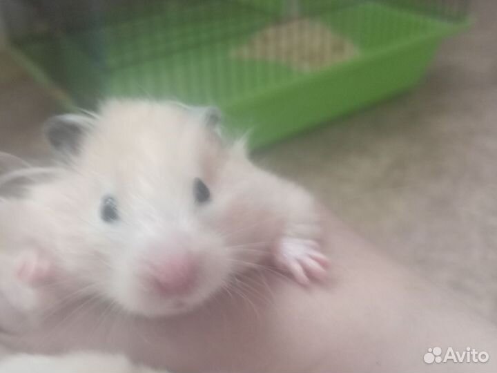 Хомяк с клеткой