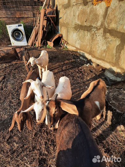 Козы нубийская
