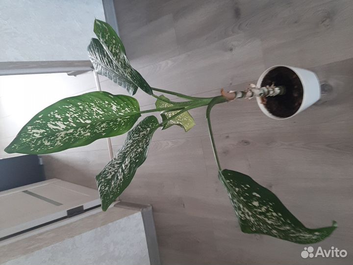 Драцена,дифинбахен