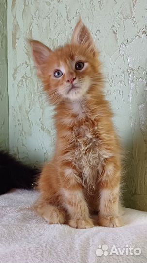 Котёнок мейн кун