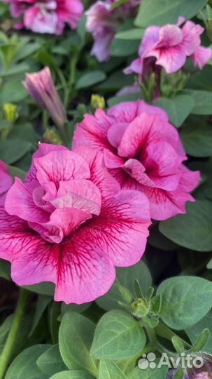 Рассада ампельной вегетативной петунии