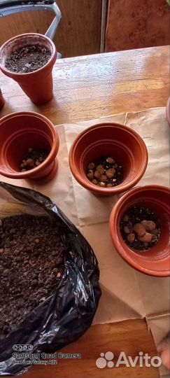 Спатифиллум