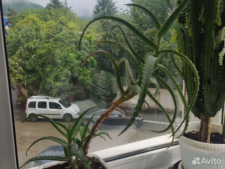 Алоэ столетник