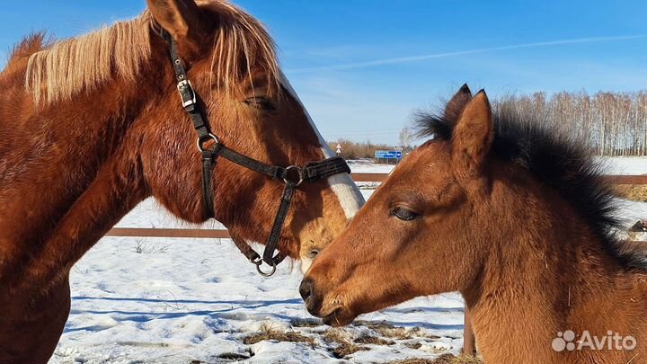 Катание на лошадях