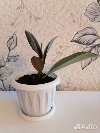 Фикус/драцена/замиокулькас/спатифиллум