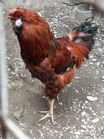 Инкубоционное яйцо и цыплята. Орловская ситцевая