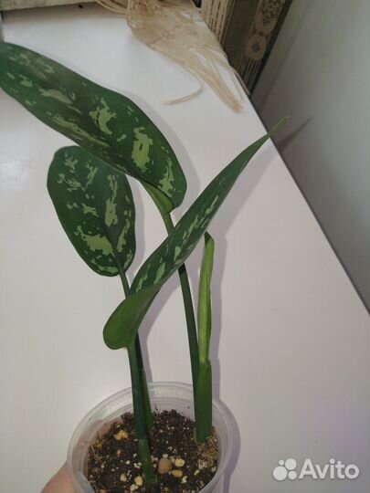 Аглаонема Мария