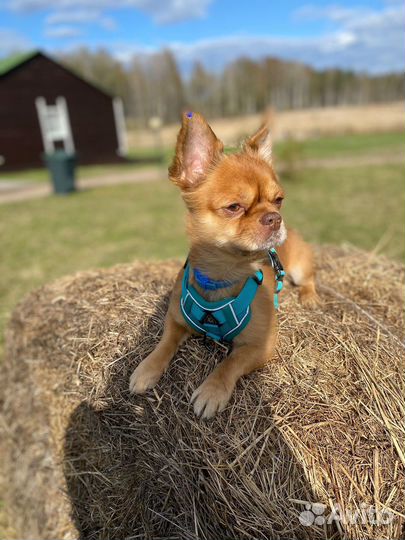 Вязка чихуахуа