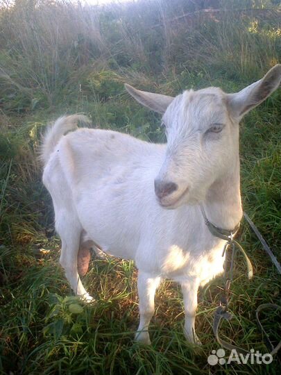 Зааненские козы