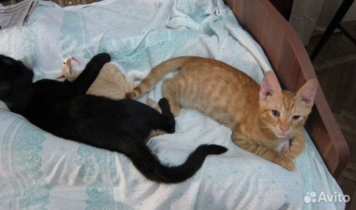 Котята мурмурчата