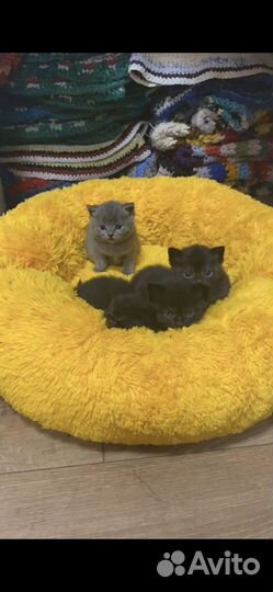 Кошка Британская и котята полубританцы