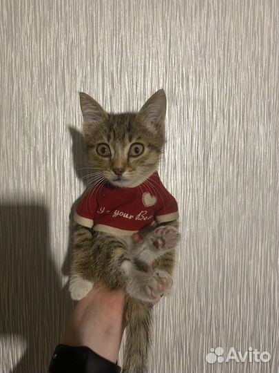 Кошка в дар
